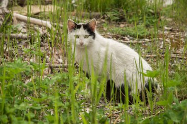 Yeşil çimenlikteki kedi, yakın plan.