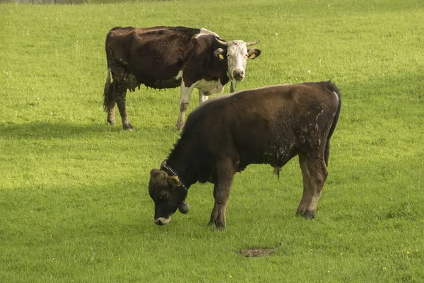 Коровы Пасущиеся Зеленом Лугу — стоковое фото
