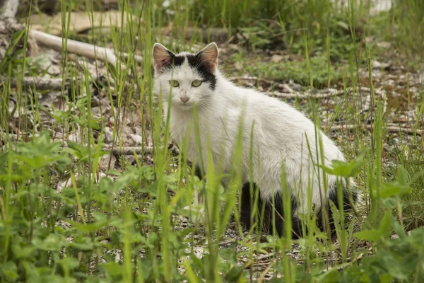 Cat in green grass country yard closeup