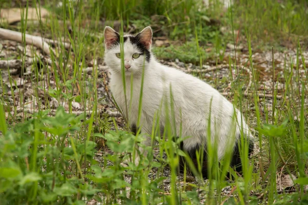 Cat in green grass country yard closeup