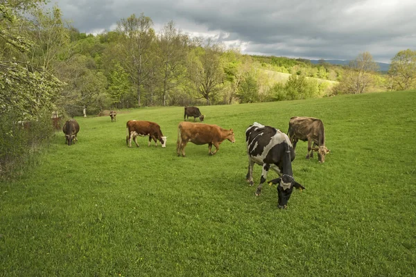 Stock image Cows grazing on green meadow