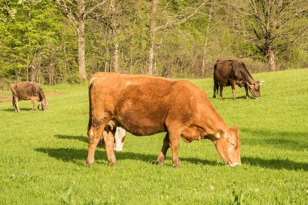 stock image Cows grazing on green meadow