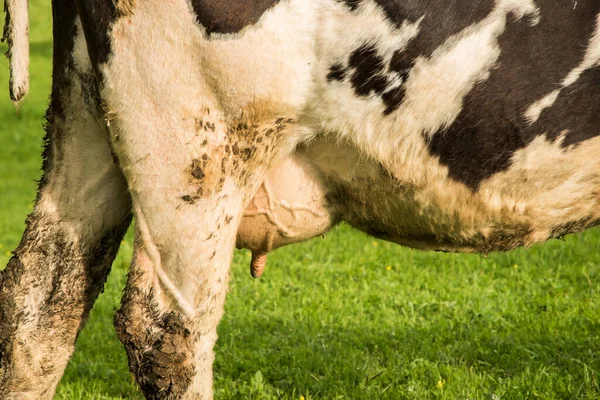 Коровье Вымя Полное Молока Крупным Планом Зеленом Фоне Луга — стоковое фото