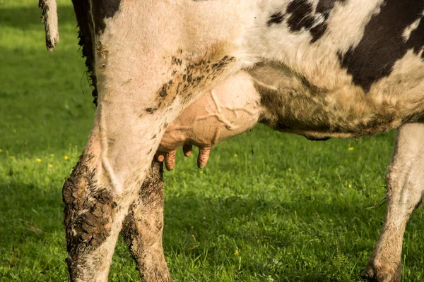 stock image Cow udder full of milk closeup on green grass meadow background