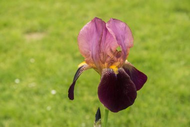 Yeşil çimlerin arka planında çiçek açan bir çiçek.