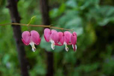 Lamprocapnos spectabilis, kanayan kalp mor çiçek tomurcukları yakın plan