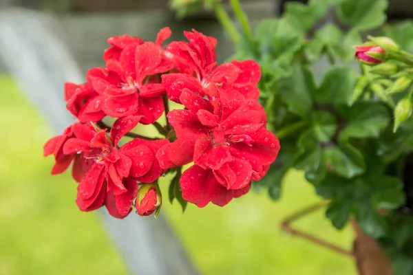 Цветок Пеларгония Расцветает Цвету Крупным Планом — стоковое фото