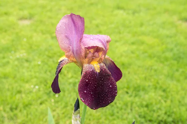 Iris Blomst Full Blomst Tett Grønn Gressbakgrunn – stockfoto