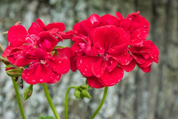 Квітка Пеларгонії Цвіте Повному Розквіті Крупним Планом — стокове фото