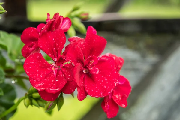 Цветок Пеларгония Расцветает Цвету Крупным Планом — стоковое фото