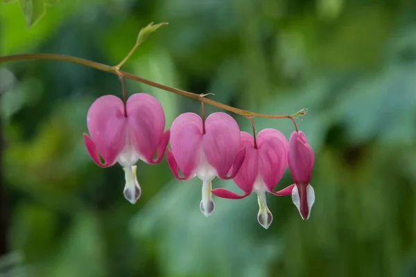 Lamprocapnos Spectabilis Corazón Sangrante Púrpura Flor Brotes Primer Plano —  Fotos de Stock