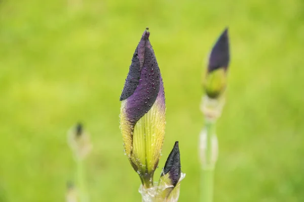 Blume Knospen Der Iris Blume Nahaufnahme Auf Grünem Gras Hintergrund — Stockfoto