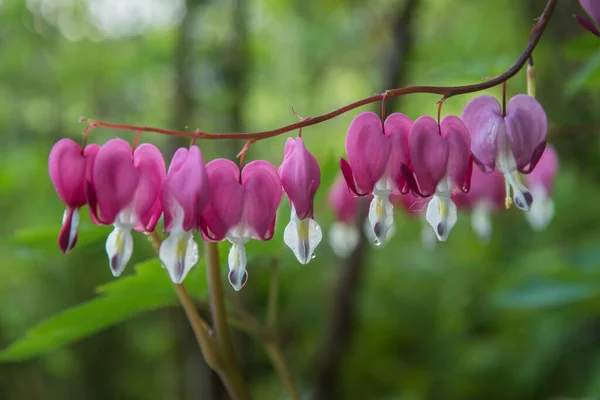 Lamprocapnos Spectabilis Corazón Sangrante Púrpura Flor Brotes Primer Plano —  Fotos de Stock