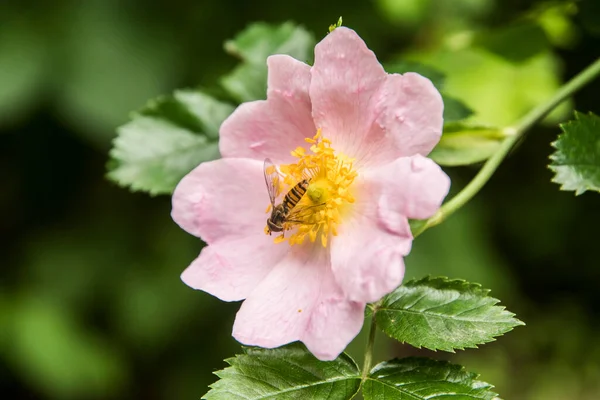 Růžová Psí Růže Rosa Canina Hover Muškou Nektaru Detailní Záběr — Stock fotografie