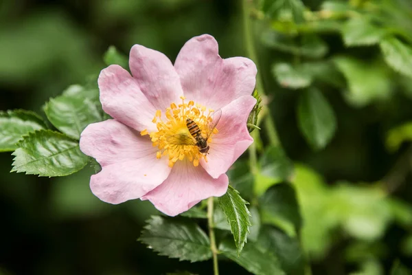 Рожева Троянда Собаки Роза Каніна Похміллям Муха Нектар Крупним Планом — стокове фото