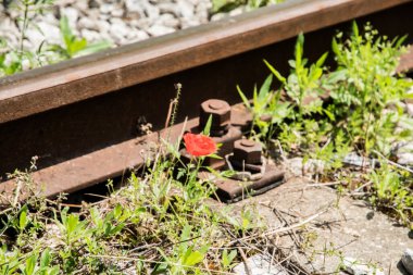 Vahşi gelincik çiçeği terk edilmiş tren hattı boyunca çiçek açtı.