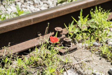 Vahşi gelincik çiçeği terk edilmiş tren hattı boyunca çiçek açtı.
