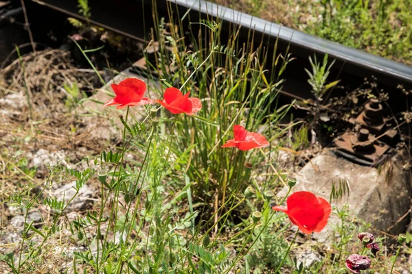 Vahşi Gelincik Çiçeği Terk Edilmiş Tren Hattı Boyunca Çiçek Açtı — Stok fotoğraf