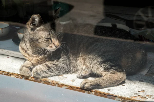 Tabby cat lying behind glass shop window