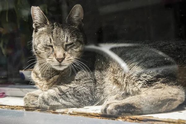 Tabby cat lying behind glass shop window