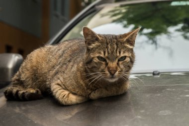 Araba kaputunda dinlenen sevimli tekir kedi.