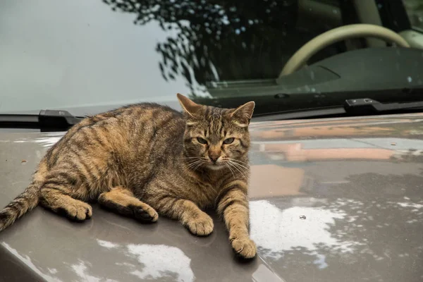 Adorable tabby cat resting on car hood