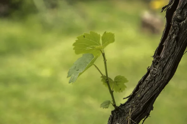 Молодые Листья Выросли Виноградной Лозе Крупным Планом — стоковое фото