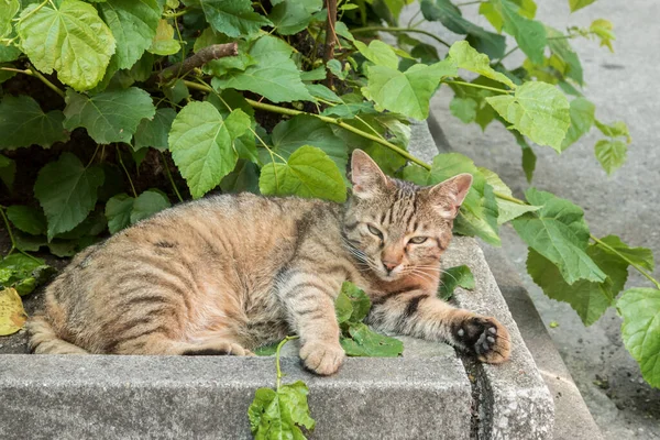 Бродячий Таббі Кіт Відпочиває Вуличному Дереві — стокове фото