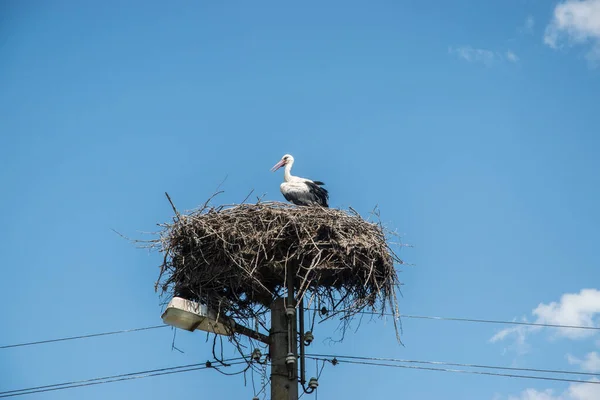Storch Nest Auf Laternenpfahl — Stockfoto