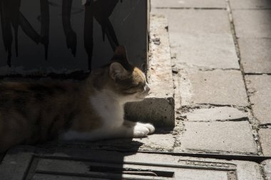 Güneşli yaz gününde sokak kedisi kapanıyor