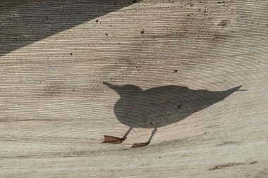 Martı silueti güneşli yaz günlerinde tekstil çadırı sanıyordu.