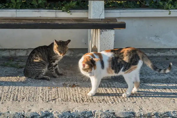 Two Street Cats Closeup Sunny Summer Day — Stock Photo, Image