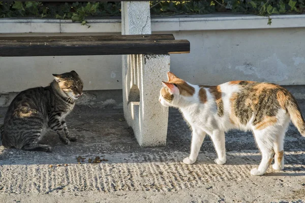 Δύο Γάτες Του Δρόμου Κοντά Ηλιόλουστη Μέρα Του Καλοκαιριού — Φωτογραφία Αρχείου