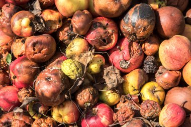 Çürük elma yığını güneşli bir sonbahar gününde kapanıyor.