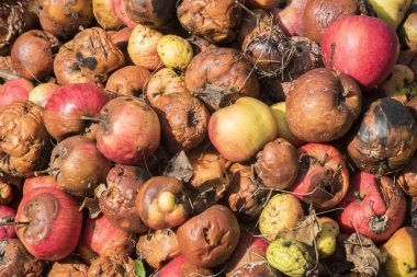 Çürük elma yığını güneşli bir sonbahar gününde kapanıyor.