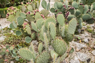 Yaz günü botanik bahçesinde kaktüsler