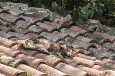 Eski çatı kiremitlerinde uyuyan üç renkli calico kedisi