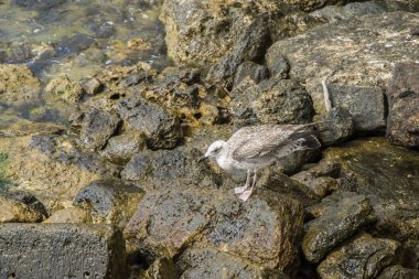 Akdeniz Sarı Ayaklı Martı (Larus michahellis) kıyı sularına yakın çekim