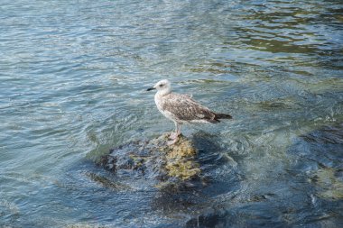 Akdeniz Sarı Ayaklı Martı (Larus michahellis) kıyı sularına yakın çekim