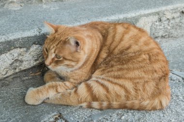 Taş basamaklarda dinlenen turuncu tekir kedi