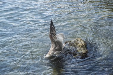 Akdeniz Sarı Ayaklı Martı (Larus michahellis) kıyı sularına yakın çekim