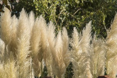 Pampas otu Cortaderia selloana güneşli bir günde kapanıyor