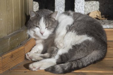 Sevimli komik sokak kedisi, yakın plan.