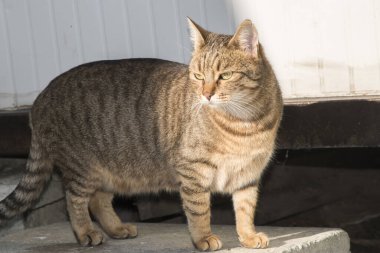 Sokak dişisi tekir kedi, güneşli ışığa yakın çekim