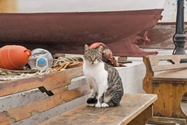 Limanda gezinen sevimli dişi sokak kedisi. Yakın plan.