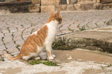 Sevimli sokak kedisi. Yaklaş.
