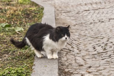 Sevimli sokak kedisi. Yaklaş.