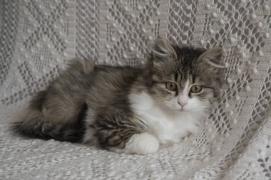 Şirin küçük kedi yavrusu kanepede dinleniyor.