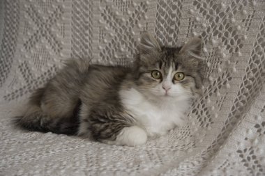 Şirin küçük kedi yavrusu kanepede dinleniyor.