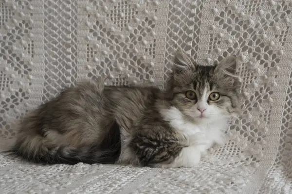 Şirin küçük kedi yavrusu kanepede dinleniyor.